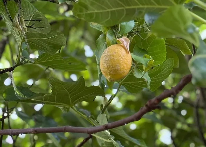 Casa Mos Casa vacanze *